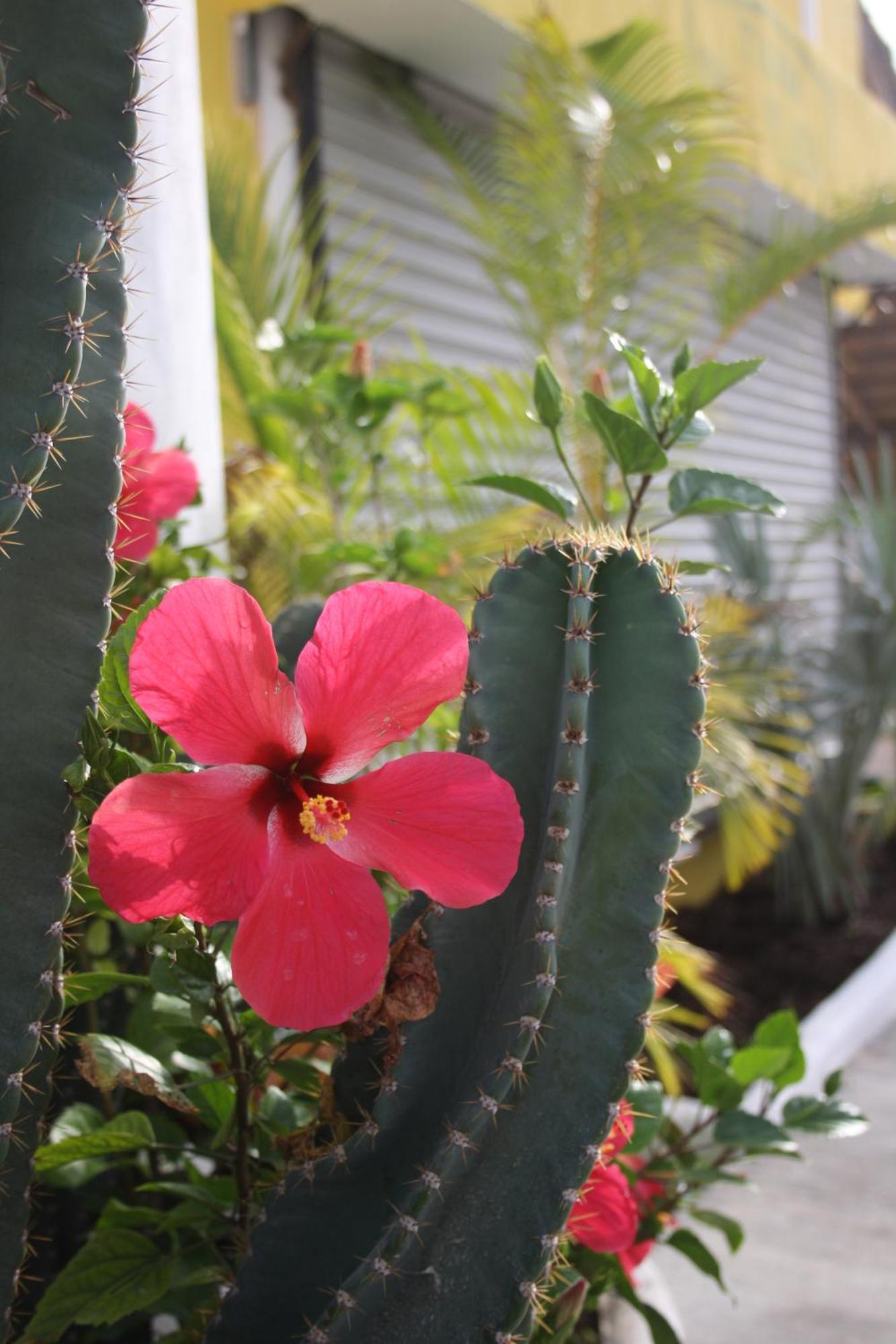 Hotel Sol Playa Playa del Carmen Eksteriør bilde